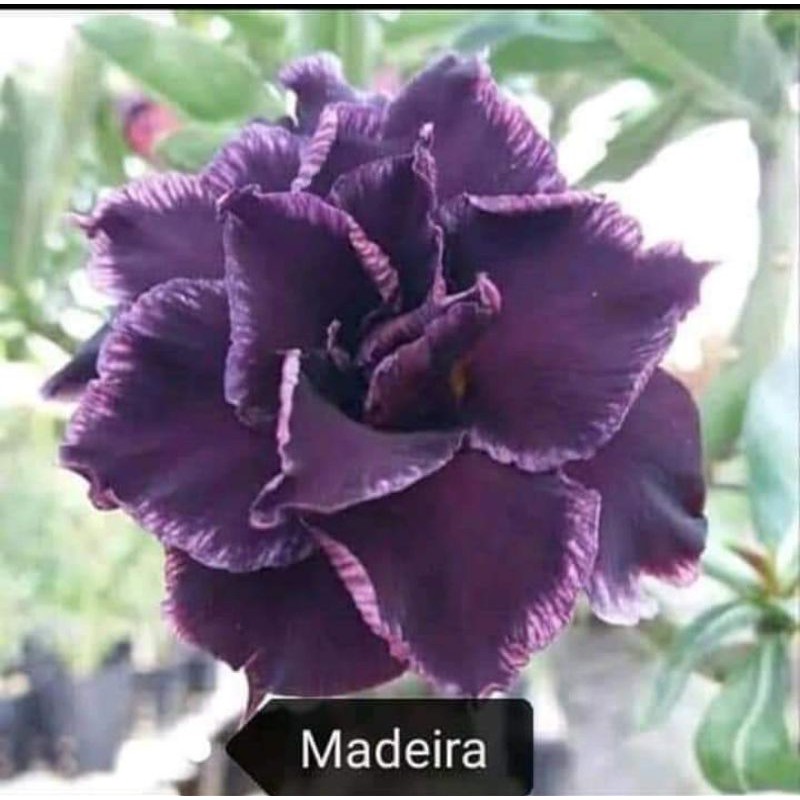 ADENIUM TUMPUK ID (MADEIRA)