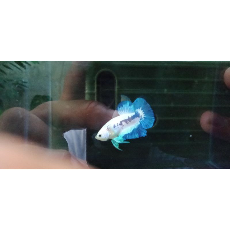 

Cupang Blue Rim