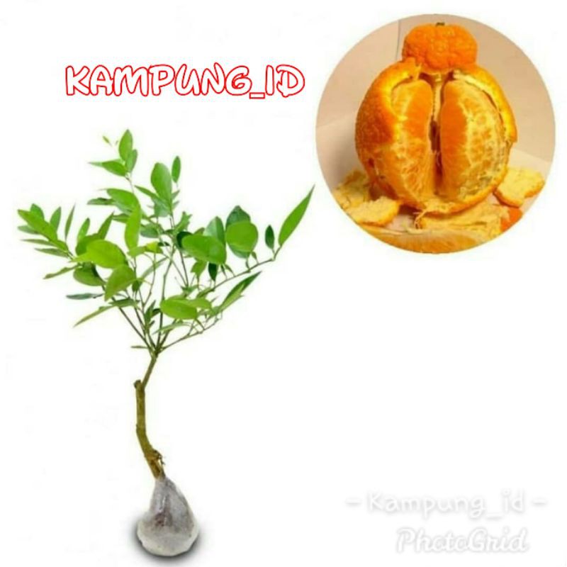 Bibit Jeruk Dekopon Super
