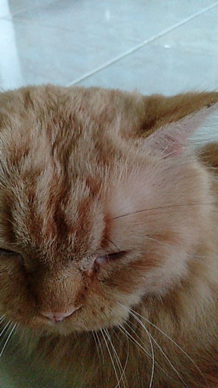 Bisa Cod Celana Boim Anak Remaja Umur 12-17 Th/ Celana Batik Boim/ Celana Betawi Anak