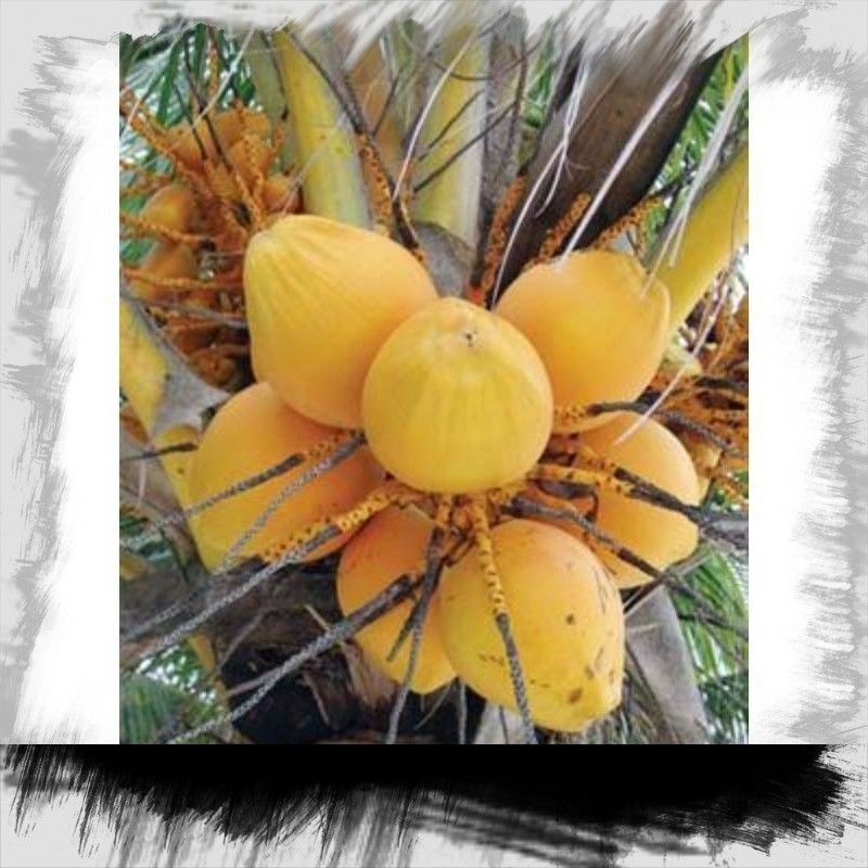 

kelapa gading/klapa kuning segar/kering
