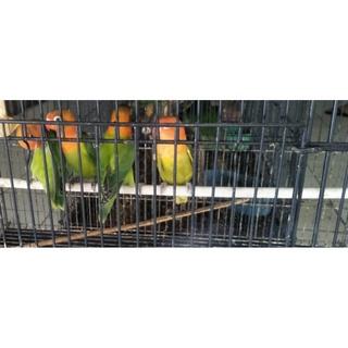 BURUNG LOVE BIRD BIOLA GREEN