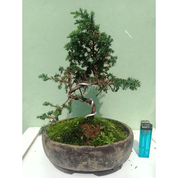 bonsai Cemara pua duri siap pajang