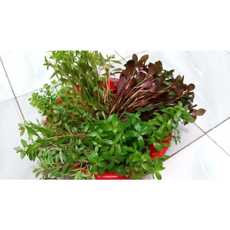 Paket Tanaman Air Aquascape Murah 200 batang 10 Jenis ~ tanaman air aquascape