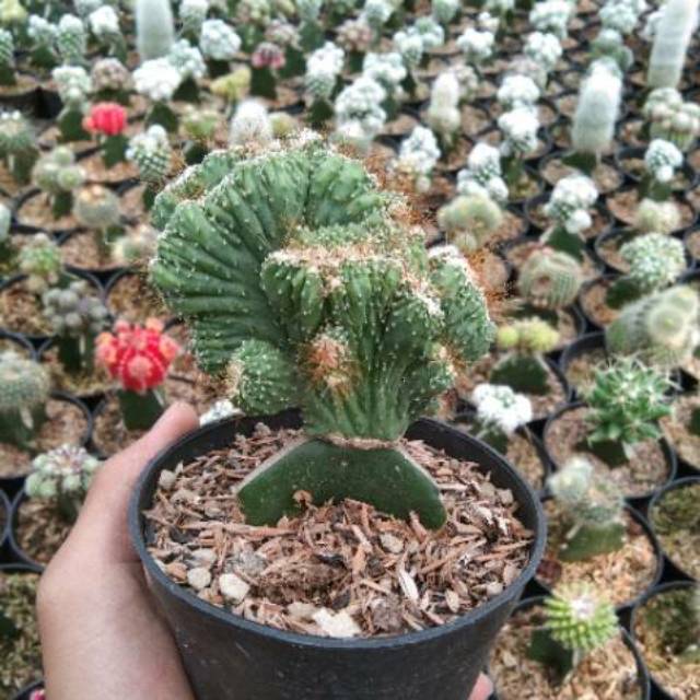 Kaktus cereus cristata