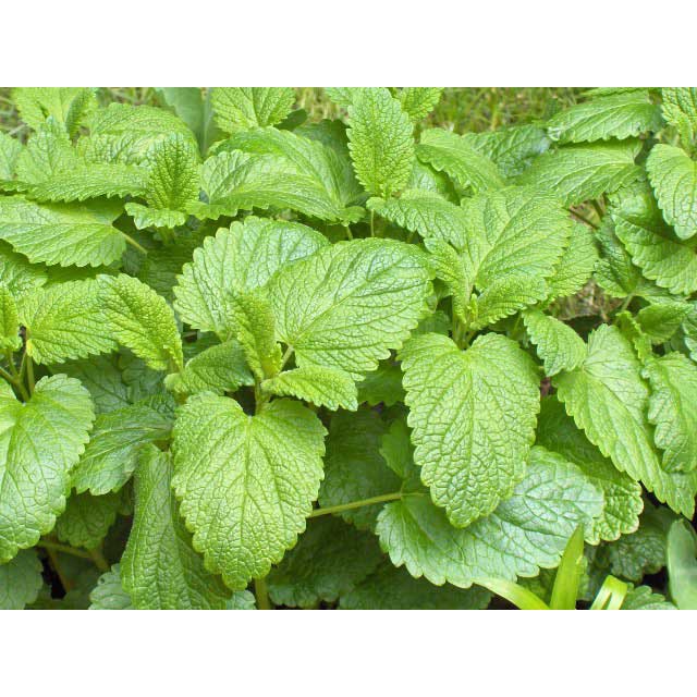 Bibit Lemon Balm Mint/ Tanaman Mint/Lemon Balm Mint