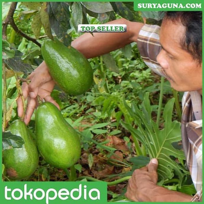 S@P Jual Bibit Alpukat Mentega Miki Depok Kualitas Super H4I