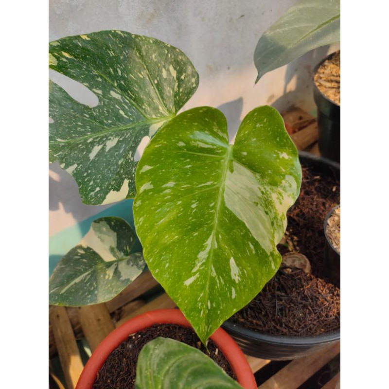 monstera thai constellation