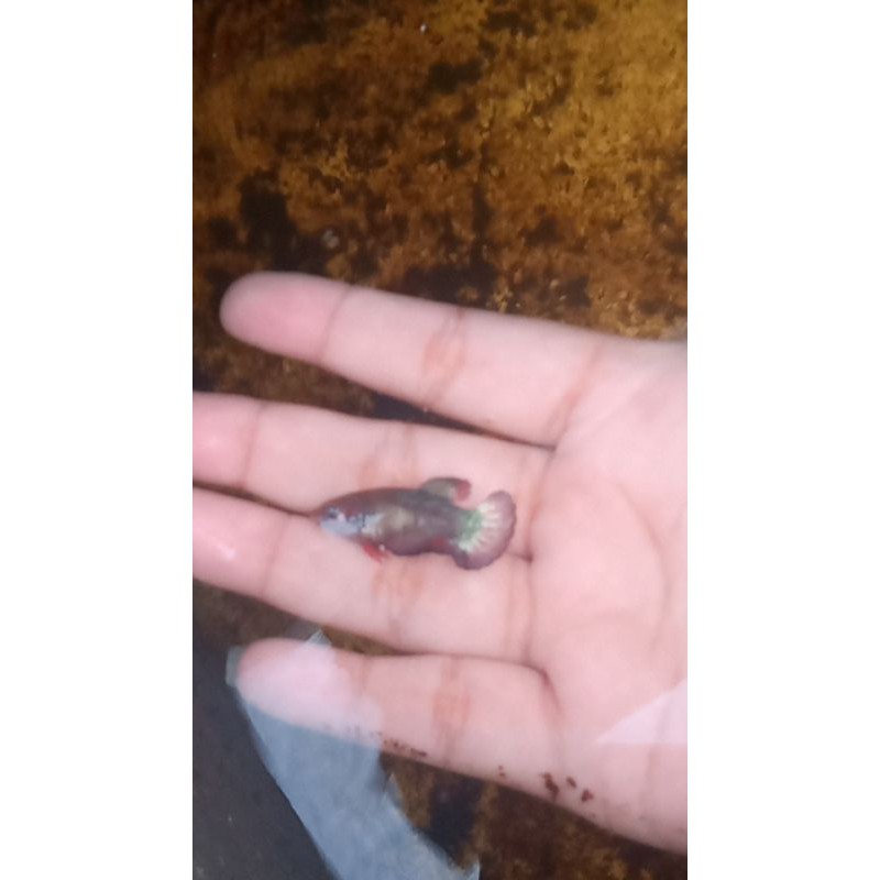 female line fccp/gold by gadiez betta