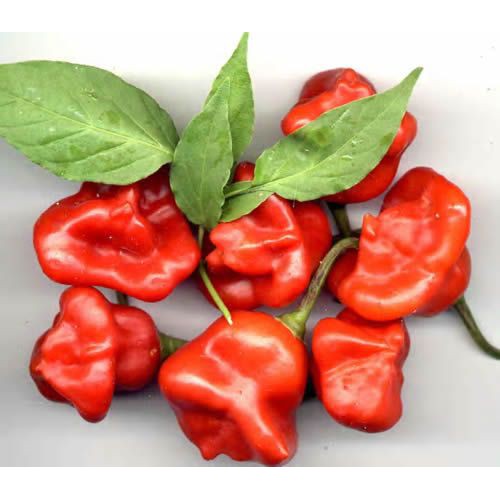 Benih Bibit Biji - Cabai Bishop's Crown Cabe Lonceng Natal Pepper Seeds