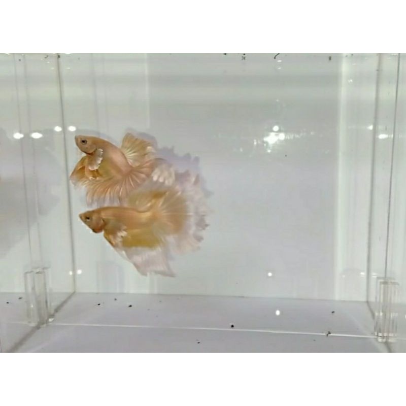 dumbo ear golden rosetail