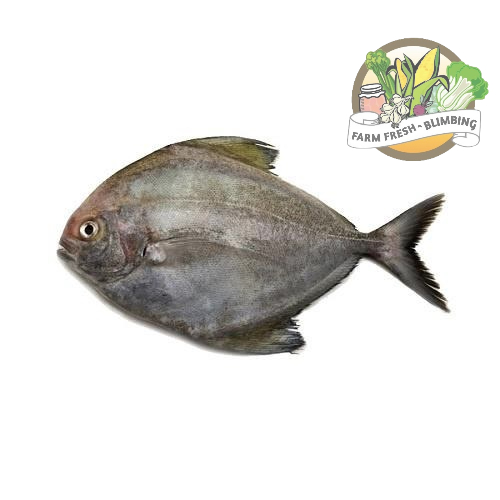 

Ikan Bawal Hitam 450-550gr Farm Fresh