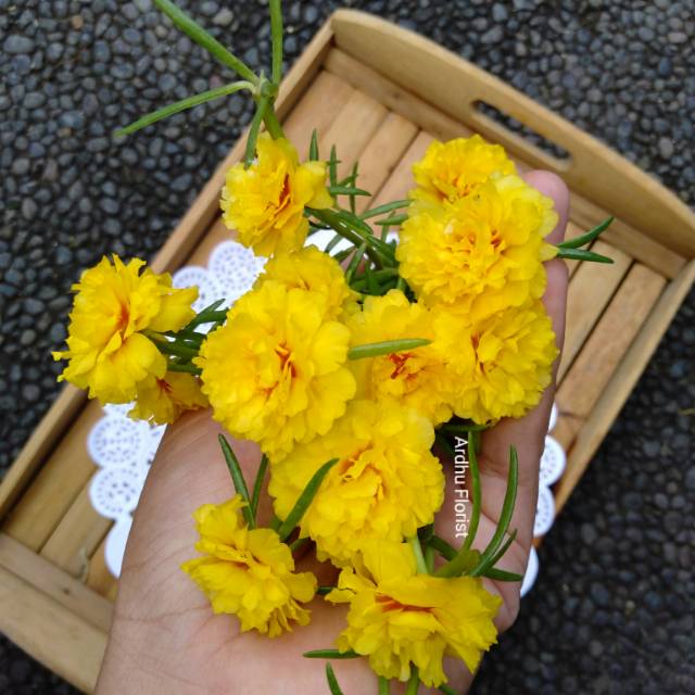 

Mose rose carnation lemon