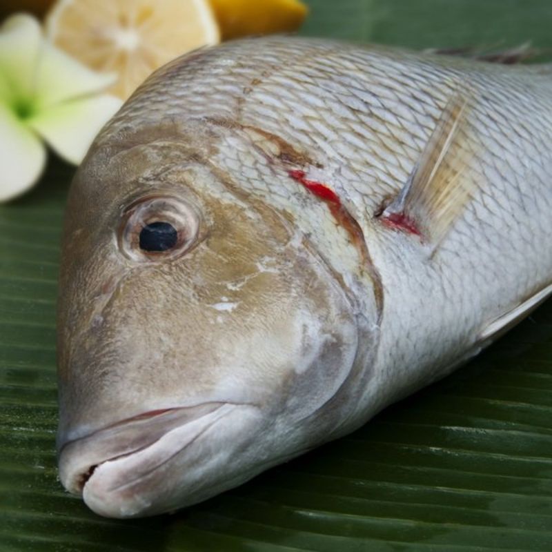 

IKAN LENCHAM 1KG Fillet Ikan Lencam SEGAR