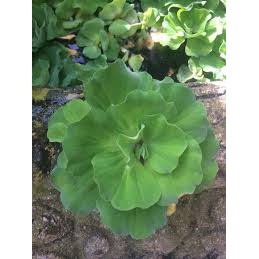 Kiambang Apu-Apu Tanaman Air Apu Apu untuk Ikan Cupang Apu Apu Mawar Jumbo