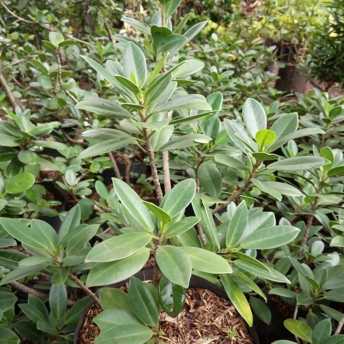 bibit bonsai beringin korea - tanaman bibit beringin korea - bonsai