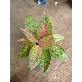  aglonema  big roy rimbun big roy indukan big roy 