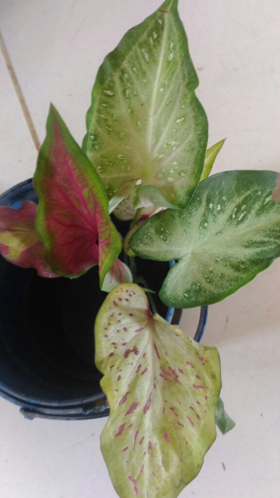Caladium Shycool/ Dikirim Size Anakan-remaja Cat Tumpah