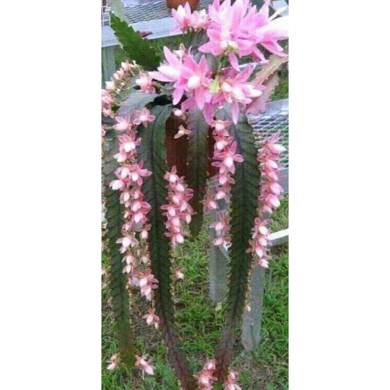 wijaya kusuma tasbih merah