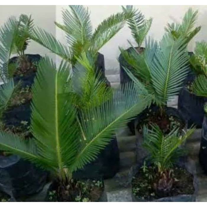Bibit palm Sikas - Pohon Palem Sikas - Endah Garden tanaman bunga bonsai