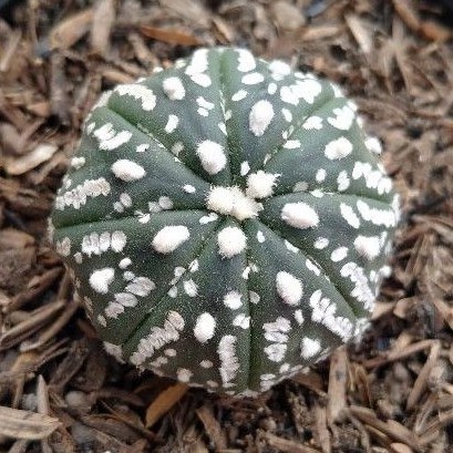 1pot asterias super kabuto