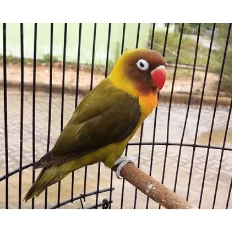 Jual Lovebird Olive Paud | Shopee Indonesia