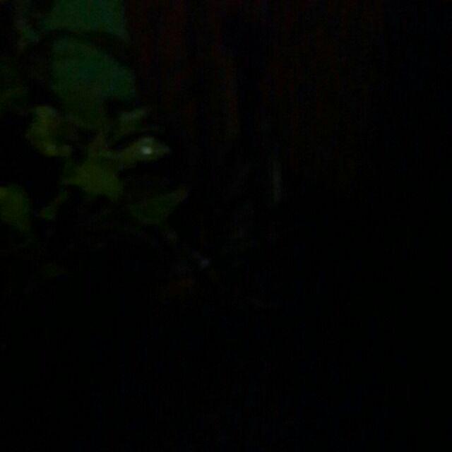 Tanaman Hias Pucuk Merah