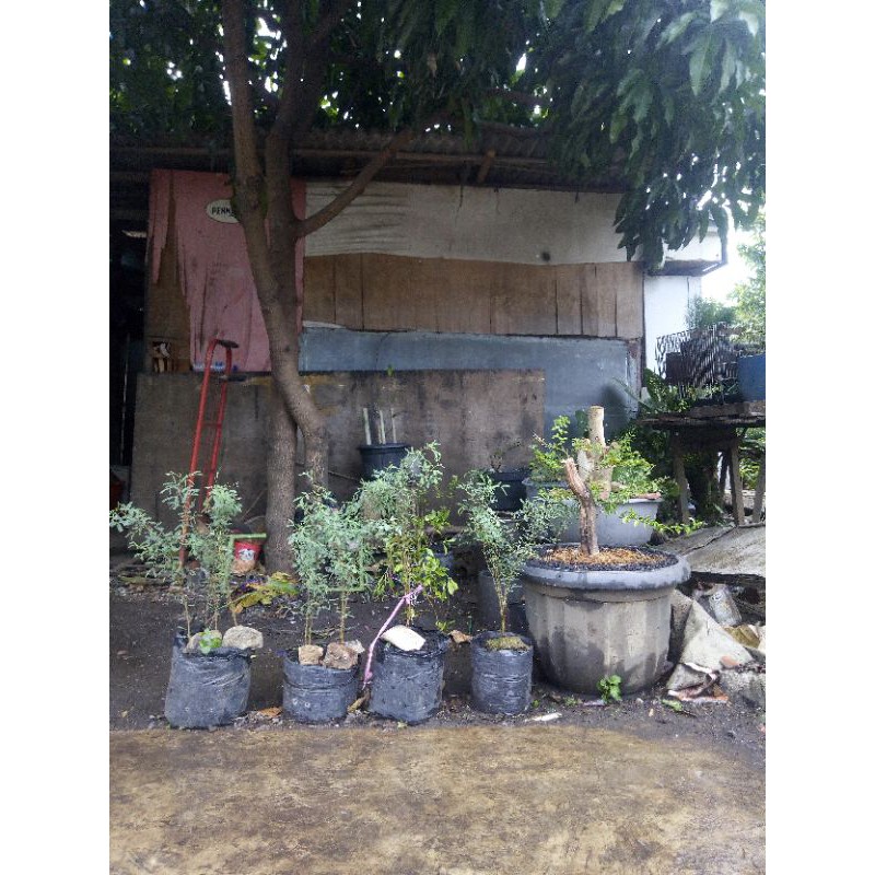 

pohon arabika