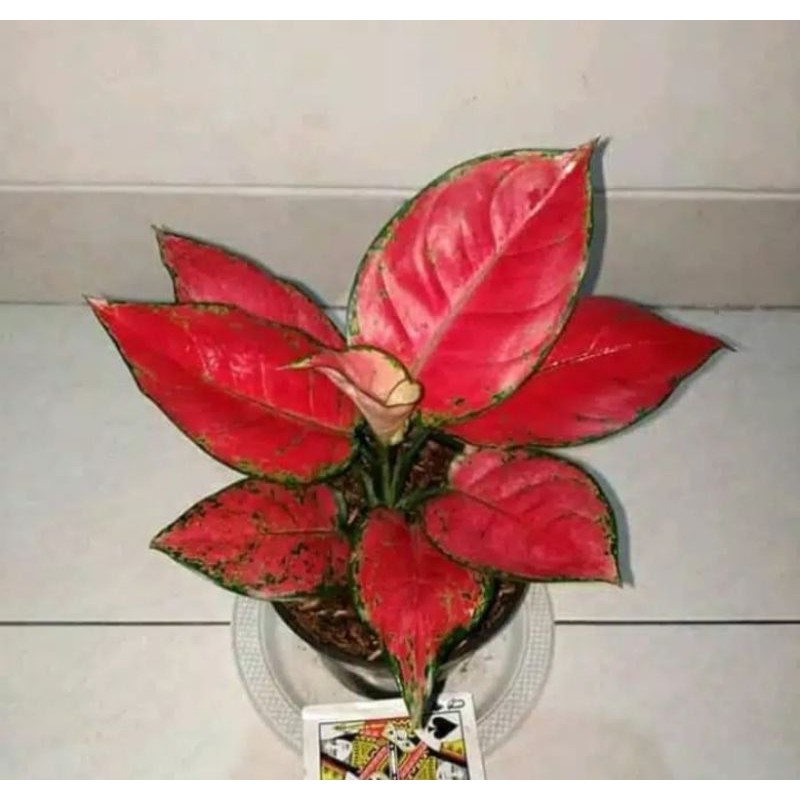 BUNGA AGLONEMA RED ANJAMANI IMPORT CANTIK UNIK