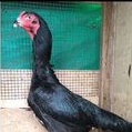 

0SHAMO JAPAN BLACK FURE TELUR SIYAP TETAS