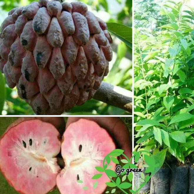 TERLARIS U* Bibit Buah Srikaya Jumbo Merah @_@