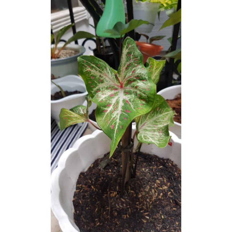 

caladium ginger