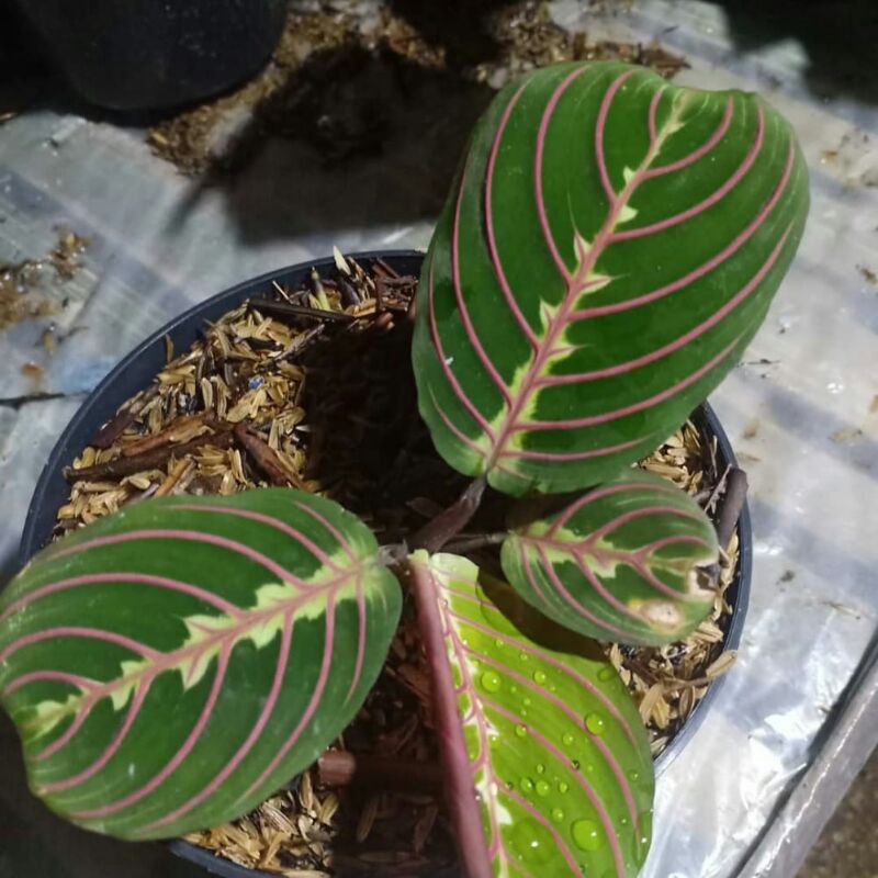 Bibit Tanaman Hias Calathea Udang / Bunga Calathea Stripped Pink / Calathea Udang Striped Pink