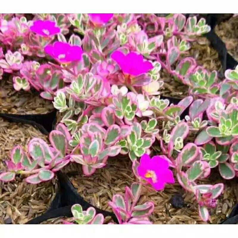 tanaman hias krokot varigata pink