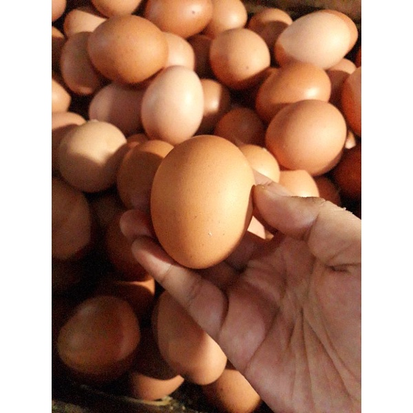 

Telur Ayam Negri Fresh 1KG Telor Ayam