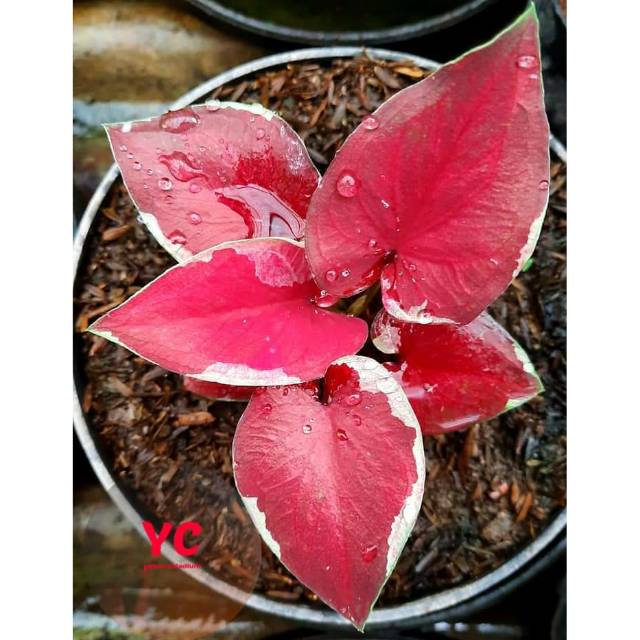 Tanaman Hias Caladium Keladi Hias Bibit 2 3 Daun Dwi Warna Shopee Indonesia