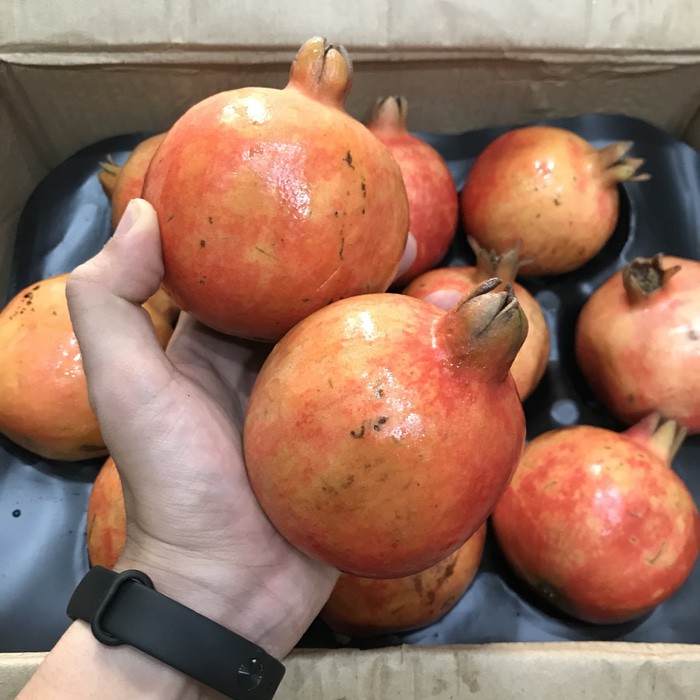 

Buah Delima Merah Import/Red Pomegranate Fresh - Harga Satuan Termurah