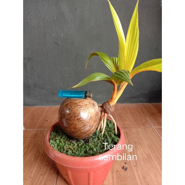 Bonsai kelapa gading oren (sudah jadi)