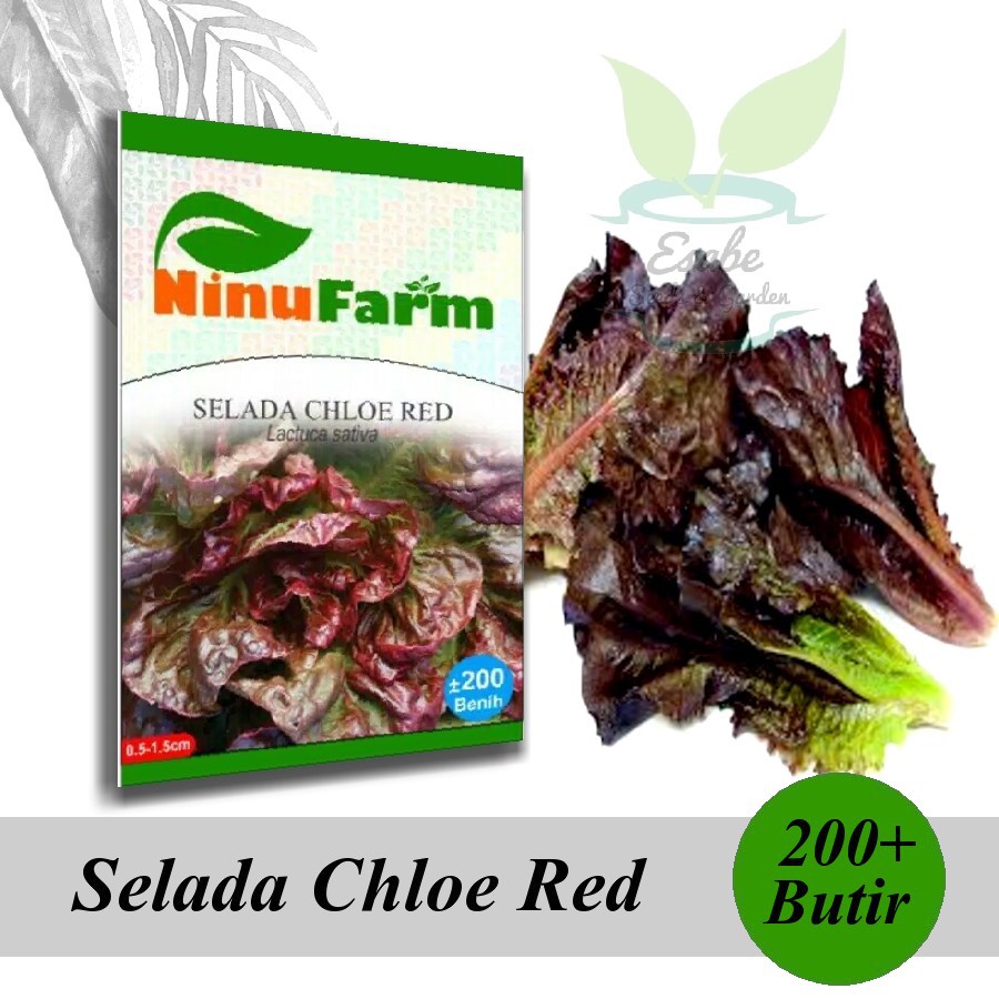 Biji Benih Selada Chloe Red - Ninu Farm