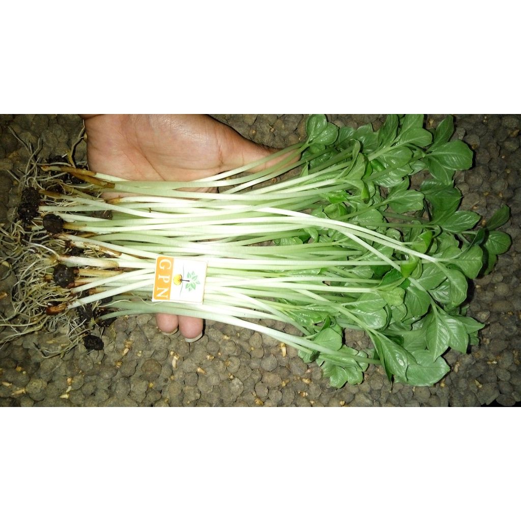 Bibit Porang madiun 1