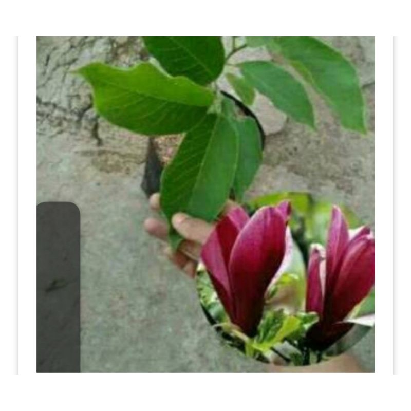 bibit bunga kantil ungu