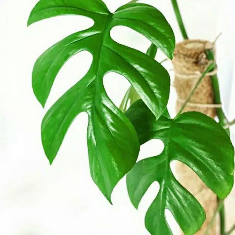 monstera minima