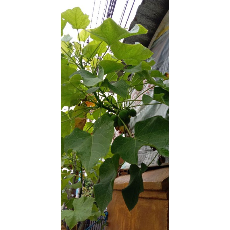 

Daun jarak segar, 10 lembar