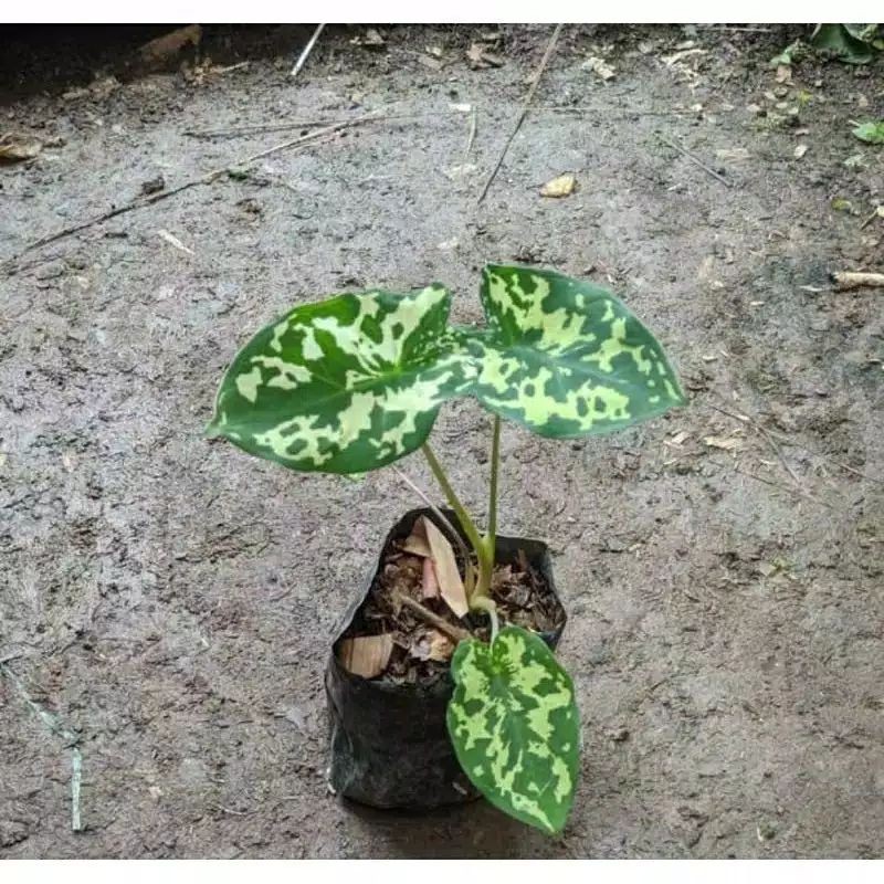tanaman hias keladi army local caladium army lokal tanaman hias keladi army local caladium army lokal