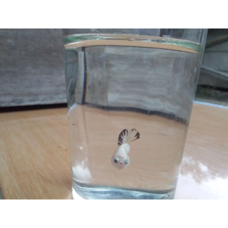 

CUPANG