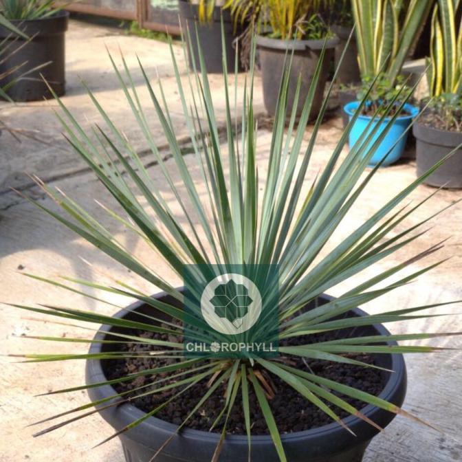 Tanaman Hias Yucca Rostrata - M Mawarolshop1
