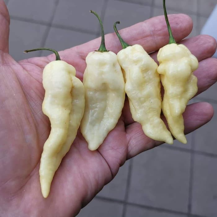 Benih Bibit Biji - Cabai White Bhut Jolokia Ghost Pepper Seeds