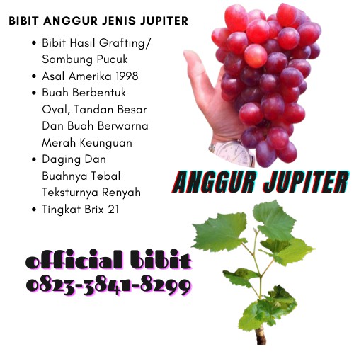 Valid  Anggur Import Jupiter Sedless