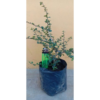 Bibit Bahan Bonsai Hokianti Micro