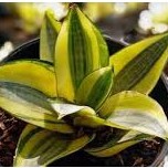 lidah mertua kuning mini / sansivera